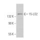 15-LO2 Antibody (D-6) - Western Blotting - Image 360666