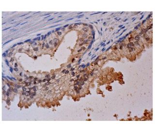 15-LO2 Antibody (D-9) - Immunohistochemistry - Image 284876 