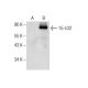 15-LO2 Antibody (F-10) - Western Blotting - Image 159473
