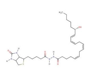 15(S)-HETE-biotin - chemical structure image