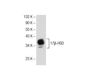 17&beta;-HSD Antibody (F-9) - Western Blotting - Image 145684