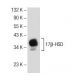 17β-HSD Antibody (F-9) - Western Blotting - Image 145684