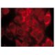 17β-HSD4 Antibody (B-5) - Immunofluorescence - Image 142092