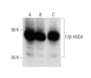 17&beta;-HSD4 Antibody (B-5) - Western Blotting - Image 137056 