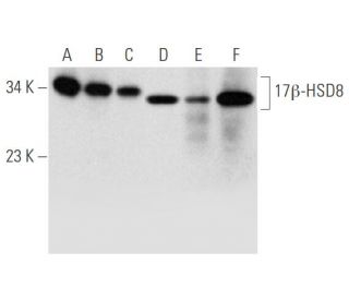 17&beta;-HSD8 Antibody (G-4) - Western Blotting - Image 344622 