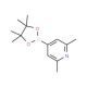 2,6-Dimethylpyridine-4-boronic acid, pinacol ester (CAS 325142-95-8) - chemical structure image