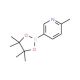 2-Methylpyridine-5-boronic acid pinacol ester (CAS 610768-32-6) - chemical structure image