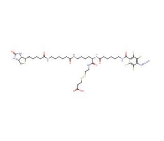 2-{N2-[N6-(4-Azido-2,3,5,6-tetrafluorobenzoyl)-6 -aminocaproyl]-N6-(6-biotinamidocaproyl)-L -lysinylamido}] Ethyl 2-Carboxyet