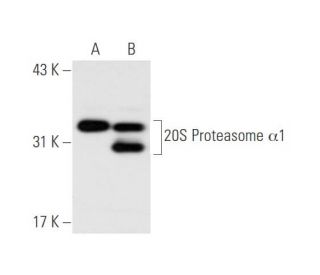 20S Proteasome &alpha;1 Antibody (C-7) - Western Blotting - Image 65889Each CRISPR/Cas9 Knockout (KO) Plasmid product consists of a pool of 3 plasmids designed to ensure identification and cleavage of a specific gene for maximum knockout efficiency. Each plasmid encodes a unique 20 nt sequence derived from the GeCKO (v2) library. 