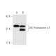 20S Proteasome α1 (C-7): sc-166073. Western blot analysis of 20S Proteasome α1 expression in non-transfected: sc-117752 (A