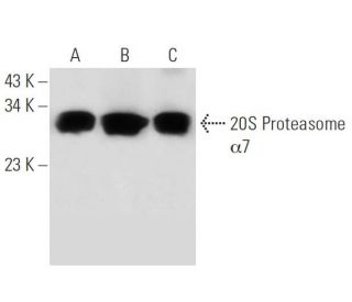 20S Proteasome &alpha;7 Antibody (MCP72) - Western Blotting - Image 18276 