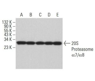 20S Proteasome &alpha;7/&alpha;8 Antibody (B-4) - Western Blotting - Image 381901 