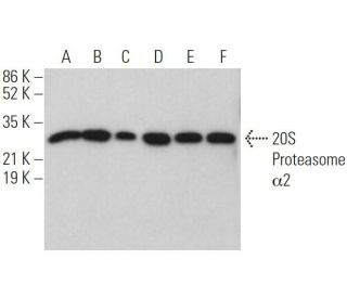 20S Proteasome &alpha;2 Antibody (B-4) - Western Blotting - Image 373480 