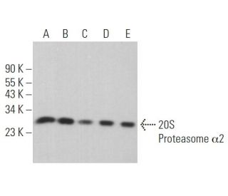 20S Proteasome &alpha;2 Antibody (B-5) - Western Blotting - Image 363440 