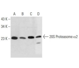 20S Proteasome &alpha;2 Antibody (B-7) - Western Blotting - Image 290912 
