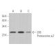 20S Proteasome α2 Antibody (B-7) - Western Blotting - Image 363441 