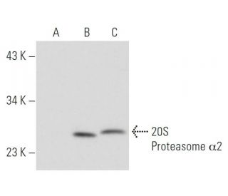20S Proteasome &alpha;2 Antibody (MCP21) - Western Blotting - Image 36610