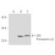 20S Proteasome α2 Antibody (MCP21) - Western Blotting - Image 36610