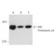 20S Proteasome α4 Antibody (H-4) - Western Blotting - Image 131252 
