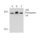 20S Proteasome α4 Antibody (H-4) - Western Blotting - Image 135819