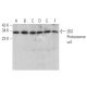 20S Proteasome α4 Antibody (H-4) - Western Blotting - Image 372952 