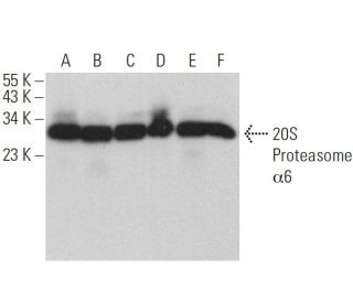 20S Proteasome &alpha;6 Antibody (C-5) - Western Blotting - Image 359349 
