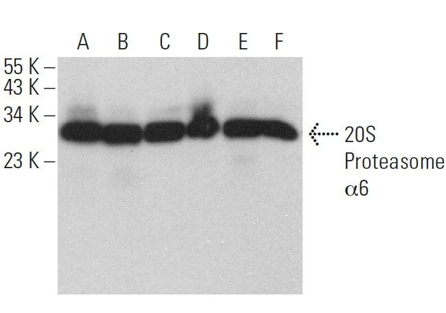 のん 1,6-Dioxaspiro[4.4]nonane-2,7-dione, 1 X 5 g (271977-5G