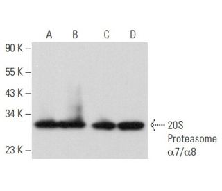 20S Proteasome &alpha;7/&alpha;8 Antibody (B-4) - Western Blotting - Image 357213 