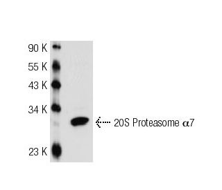 20S Proteasome &alpha;7 Antibody (GH6) - Western Blotting - Image 41287 