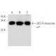 20S Proteasome α7 Antibody (MCP72) - Western Blotting - Image 18276 