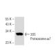 20S Proteasome α7 Antibody (MCP72) - Western Blotting - Image 52431 