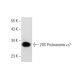 20S Proteasome α7 Antibody (MCP72) - Western Blotting - Image 59841