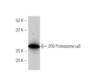 20S Proteasome &alpha;8 Antibody (N-96) - Western Blotting - Image 53987