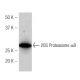 20S Proteasome α8 Antibody (N-96) - Western Blotting - Image 53987