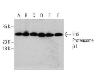 western blotting image from recommended 20S Proteasome &beta;1 (D-9) monoclonal antibody replacement. Image 387399