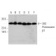 western blotting image from recommended 20S Proteasome β1 (D-9) monoclonal antibody replacement. Image 387399