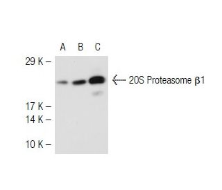 20S Proteasome &beta;1 Antibody (MCP421) - Western Blotting - Image 41294 