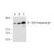 20S Proteasome β1 Antibody (MCP421) - Western Blotting - Image 41294 