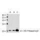 20S Proteasome β1 Antibody (MCP421) - Western Blotting - Image 51828