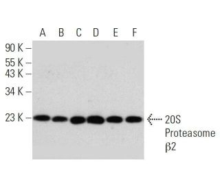 20S Proteasome &beta;2 Antibody (D-8) - Western Blotting - Image 359447 