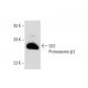 20S Proteasome β2 Antibody (MCP165) - Western Blotting - Image 58344