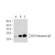 20S Proteasome β2 Antibody (MCP165) - Western Blotting - Image 126549 