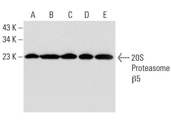 20S Proteasome β5 Antibody (A-10) | SCBT - Santa Cruz Biotechnology
