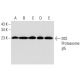 20S Proteasome β5 Antibody (A-10) - Western Blotting - Image 299204 
