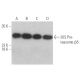20S Proteasome β5 Antibody (A-10) - Western Blotting - Image 394987