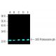 20S Proteasome β5 Antibody (A-10) - Western Blotting - Image 397468 