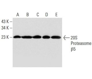 western blotting image from recommended 20S Proteasome β5 (A-10) monoclonal antibody replacement. Image 299204