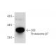 20S Proteasome β7 Antibody (A-10) - Western Blotting - Image 144697