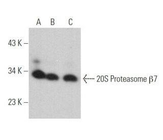 20S Proteasome &beta;7 Antibody (A-10) - Western Blotting - Image 374003 
