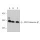20S Proteasome β7 Antibody (A-10) - Western Blotting - Image 374003 